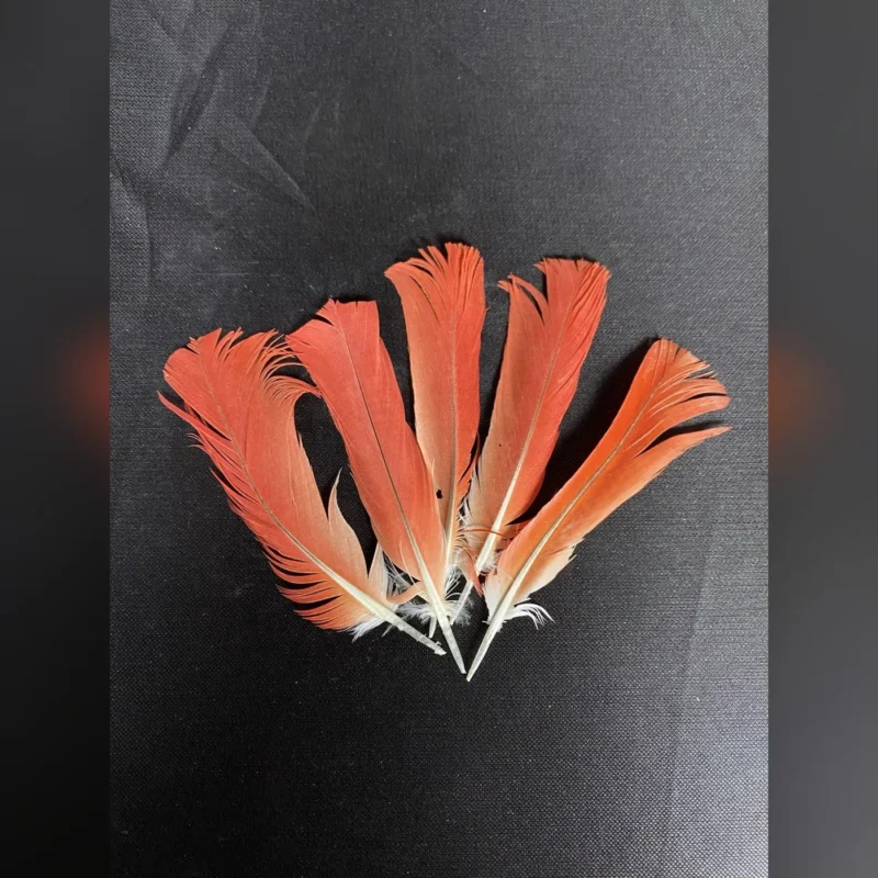 Plumas de loro